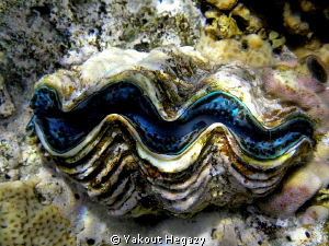 Gaint Clam(Trldacana maxima by Yakout Hegazy 